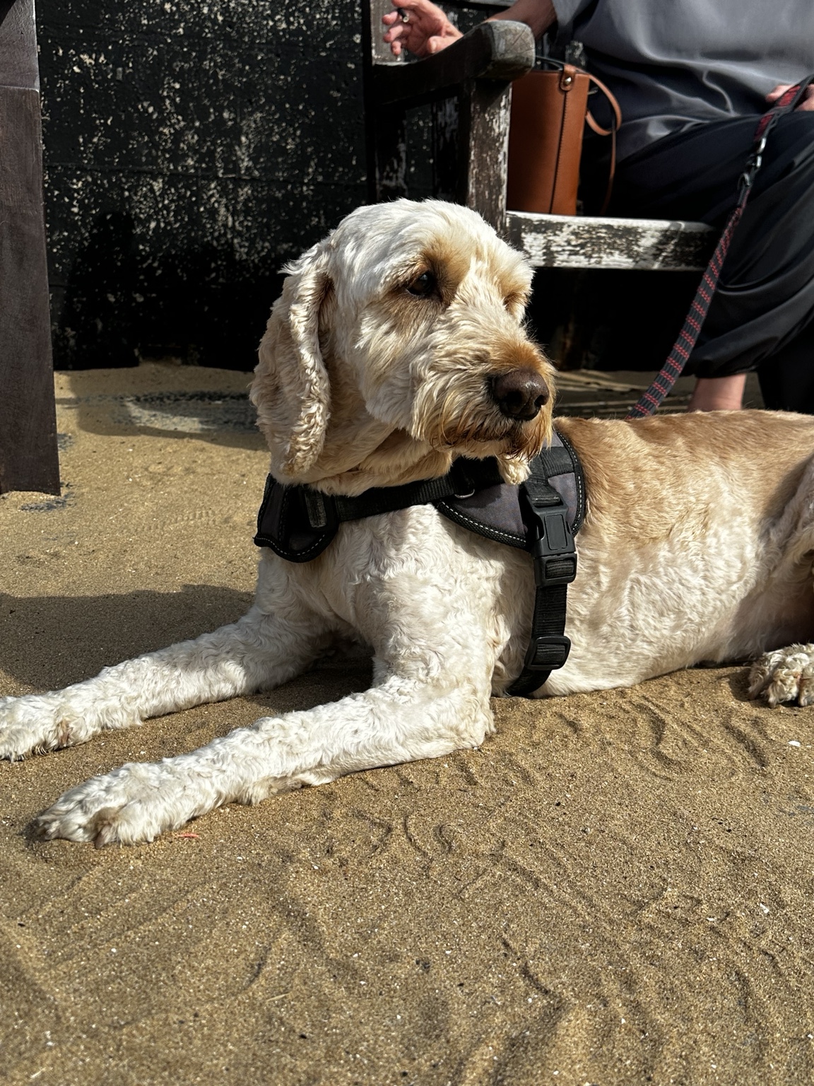 Cockapoo relaxing on the beach