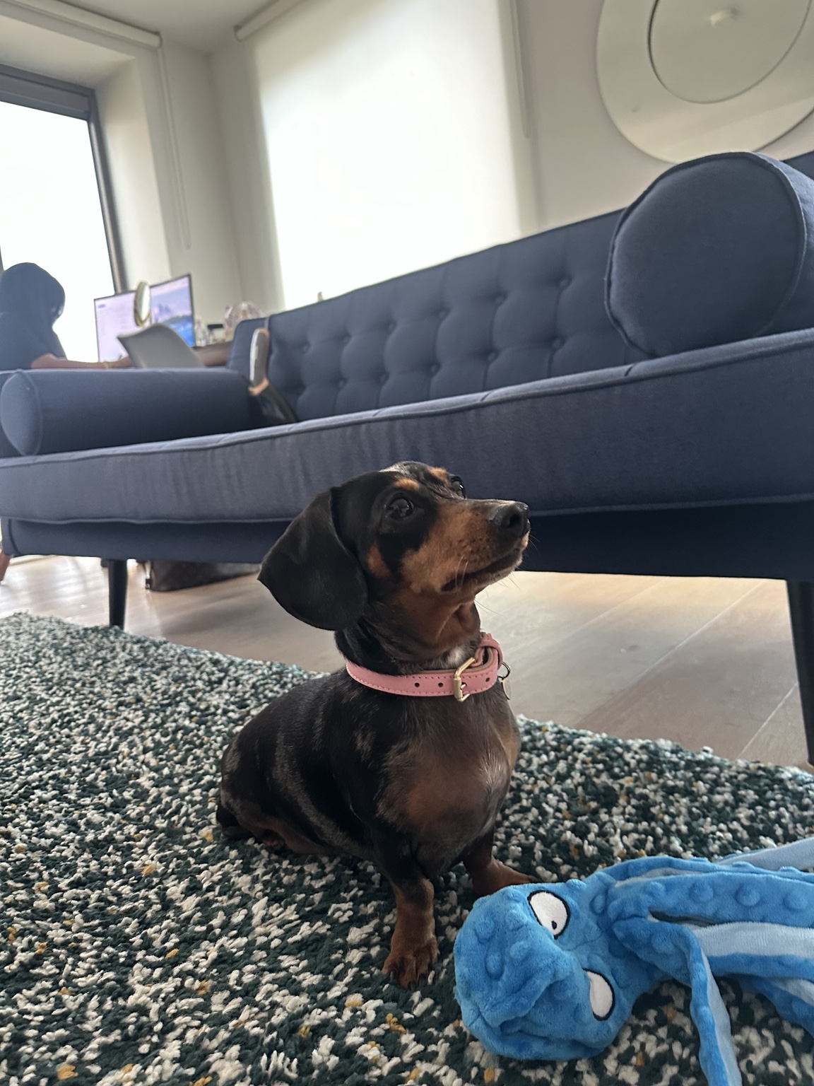 Dachshund relaxing at home