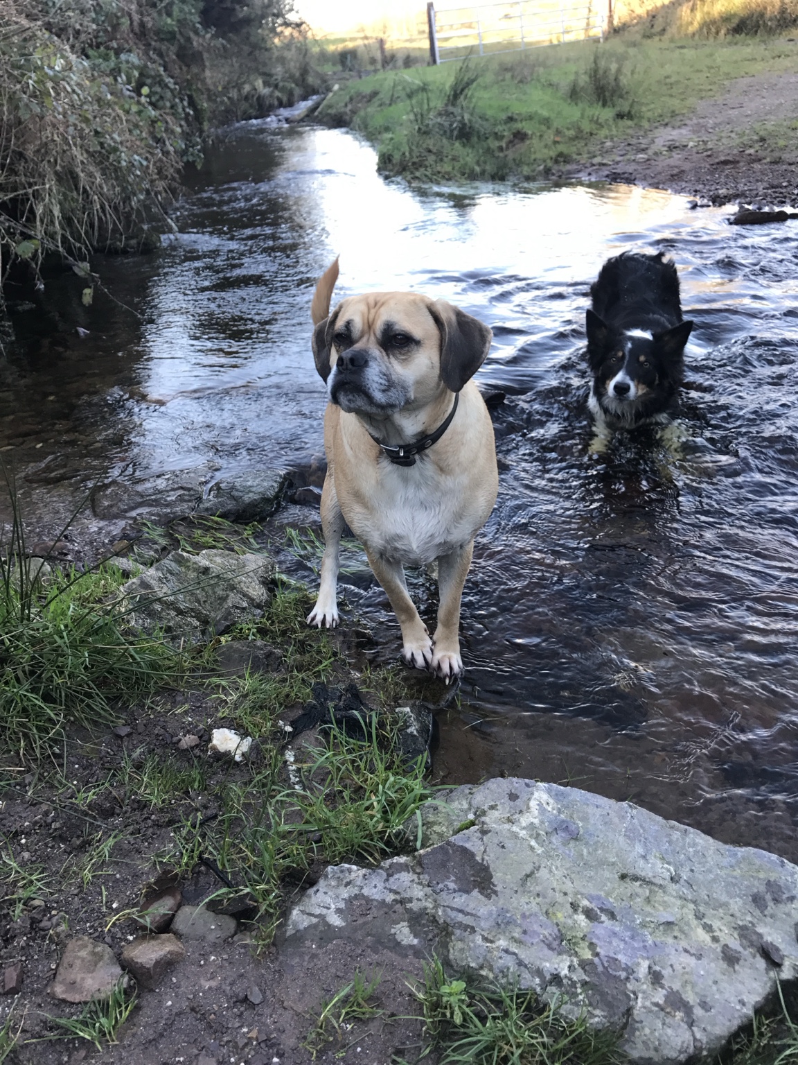 Dogs enjoying a walk by the stream